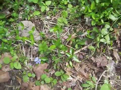 how to transplant vinca vine