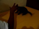 Tunisian Tigre Noir