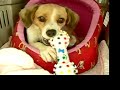 YouTubeサムネイル[tO4RsCAXhwI] - 3枚目