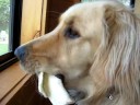 Barney dog