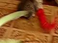 Bella Plays with the Kittenz
