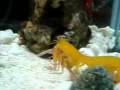 videos de Mantis Shrimp [Pseudosquilla ciliata] eats Shrimp