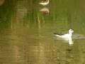 videos de red-necked phalarope Freiston 21/09/08