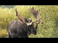 Bull Moose Rubs his antlers