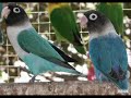 Loros