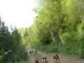 Free running 20 sled dogs behind a 4 wheeler!