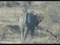 Elephant and Rhino little standoff at NK