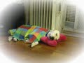 Sleeping Bosco