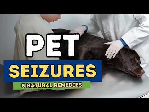 how to control epilepsy in dogs