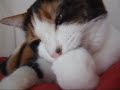???????   - Cat Grooming Accident