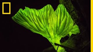 Glow-in-the-Dark Mushrooms: Nature’s Night Lights