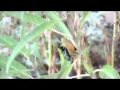 Emerging Pipevine Swallowtail