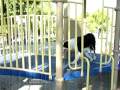 Border Collie Jin discovers the park.