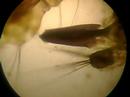 Crustaceo raro