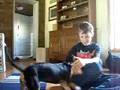 beagle puppy playing