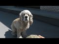 Click here to watch this video あーちゃんの日常～投げて投げて編～ アメコ