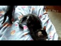 *WILD* Hunting feat. Mommycat