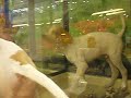 Dos perros locos jugando
