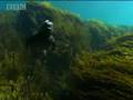 Galapagos: Swimming Iguanas