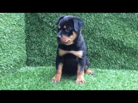 Female Rottweiler Puppy