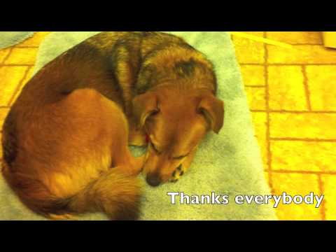 how to treat hge in dogs at home