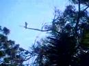 Flying foxes