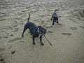 staffordshire bull terrier en la playa staffordshire bull terrier en la playa