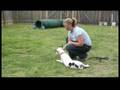 Basic Dog Training Tips : Using Down Commands: Dog Training View Video