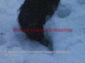 gaia-creature.html