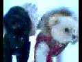 videos de 雪の上　走る！走る！
