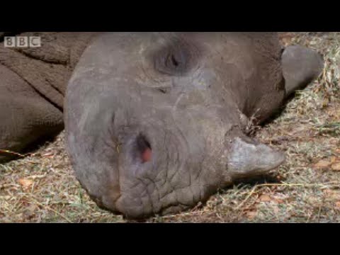 rhino - An abandoned rhinoceros calf finds an unlikely friend in a warthog when it is reared in an animal sanctuary. Wild animals in the African desert fight for sur...