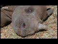 Baby rhino calf finds friends in the wild after abandoned by mother- BBC wildlife