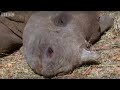 Baby rhino calf finds friends in the wild after abandoned by mother- BBC wildlife