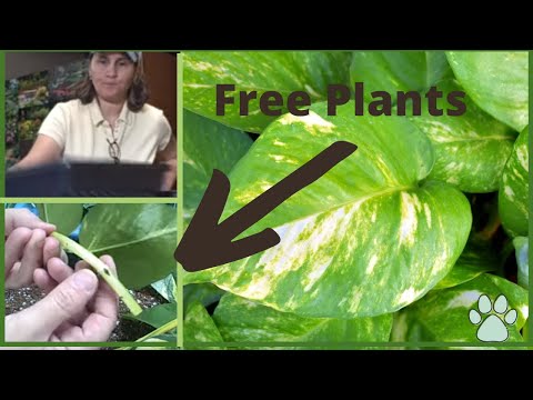 how to transplant house plant cuttings