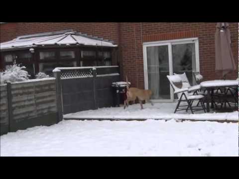 bully kutta