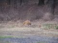 Another fox video