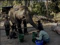 inner-life-of-elephants-part-12-causality-and-mirrors.html