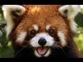 Surprised Red Panda - YouTube