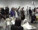 usa dog show : shih tzu b4 show usa dog show : shih tzu b4 show