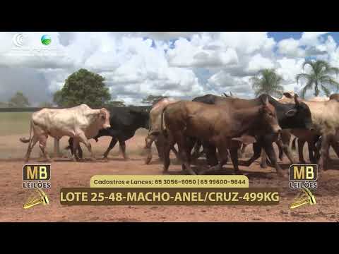541� LEIL�O VIRTUAL MB LEIL�ES