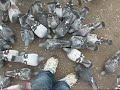 Feeding Frenzy at the Duck Pond