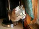 kitten-birdwatching.html