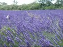 Viaggio in Provenza in Francia 0 Viaggio in Provenza in Francia