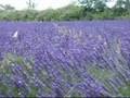 Provenza - Profumo di Lavanda