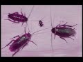 jolenes-neighbor-has-roaches-caught-on-film-euuh.html