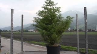 Die Sicheltanne - Cryptomeria japonica Elegans