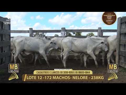 11� LEIL�O FAM�LIA LUCIANO DUARTE E CONVIDADOS