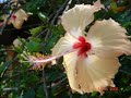 Blue Sky & Tropical Flowers Blue Sky & Tropical Flowers