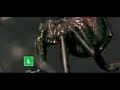 viuva negra mata o macho