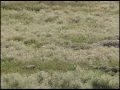 Nebraska Prairie Dog Hunt! Nebraska Prairie Dog Hunt!
